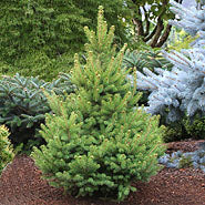 Picea glauca North Star 