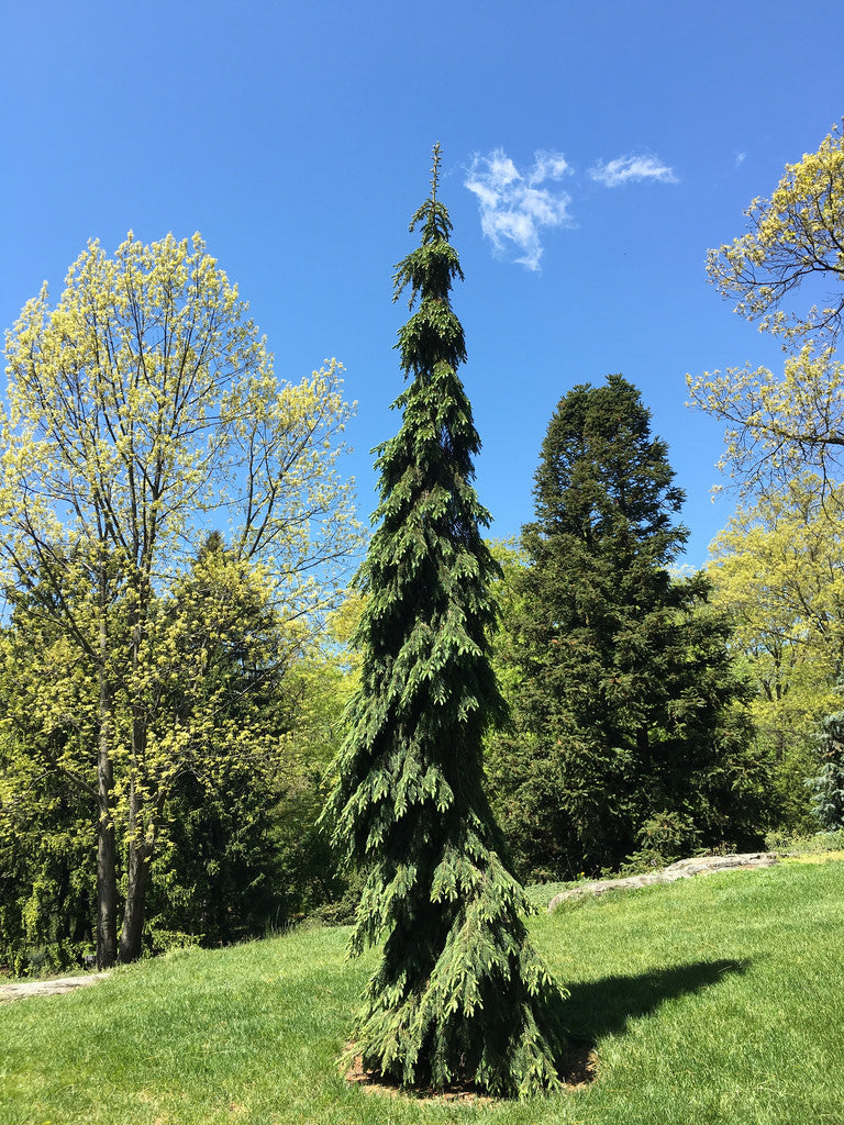 Picea glauca pendula 4&