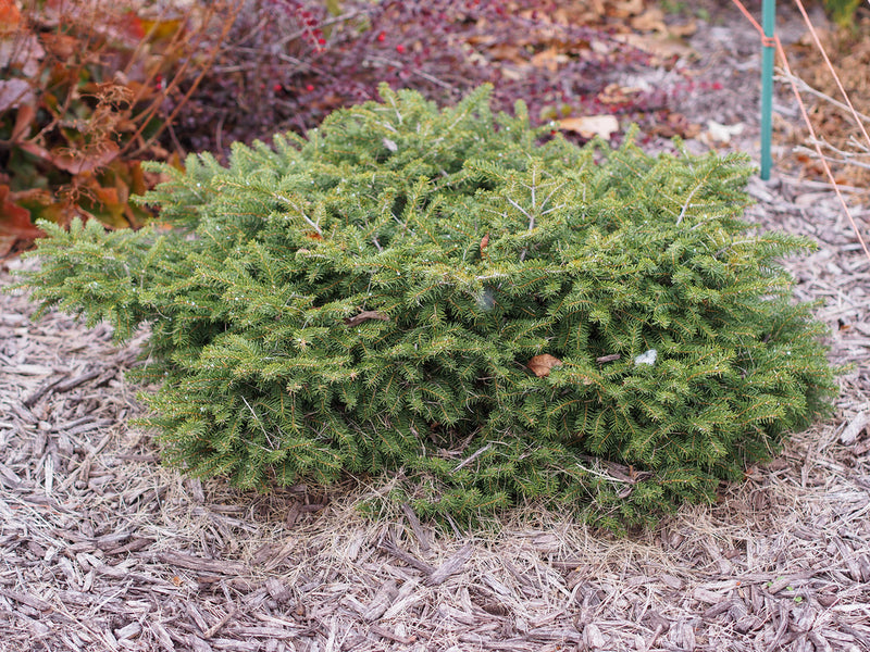 Picea abies Nidiformis 