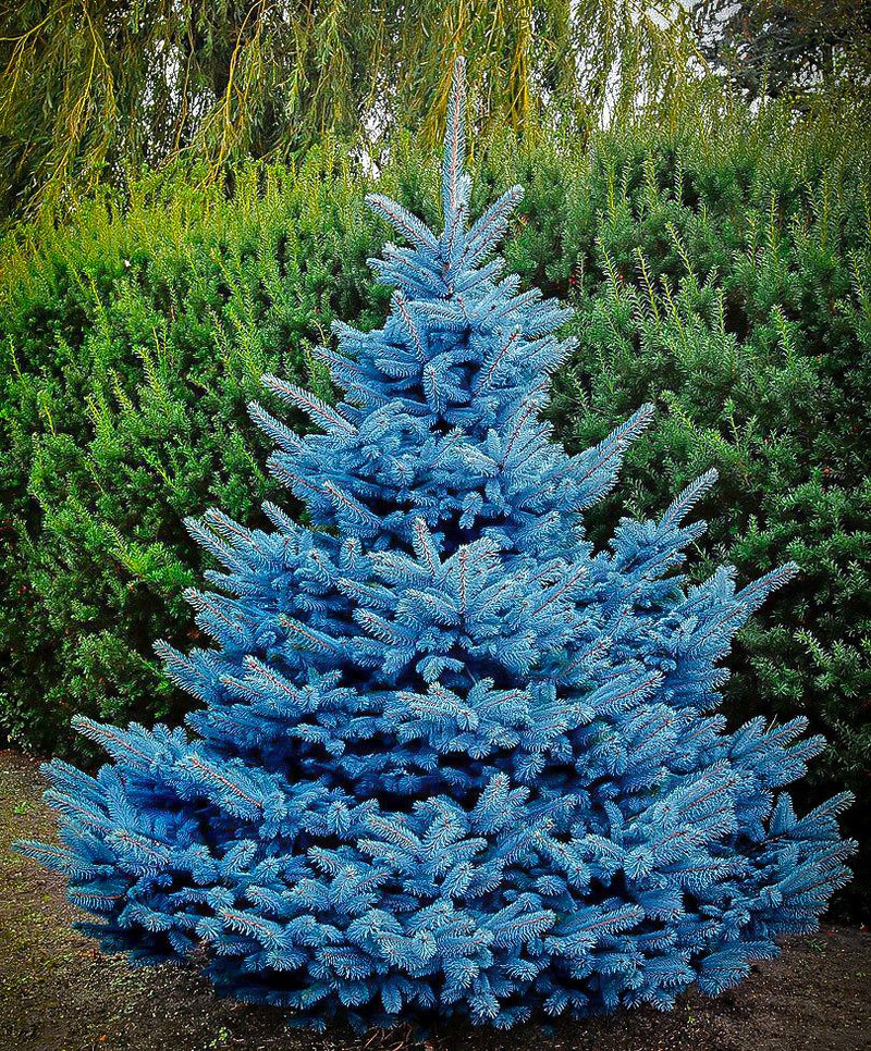 Picea pun Blue Diamond 5&