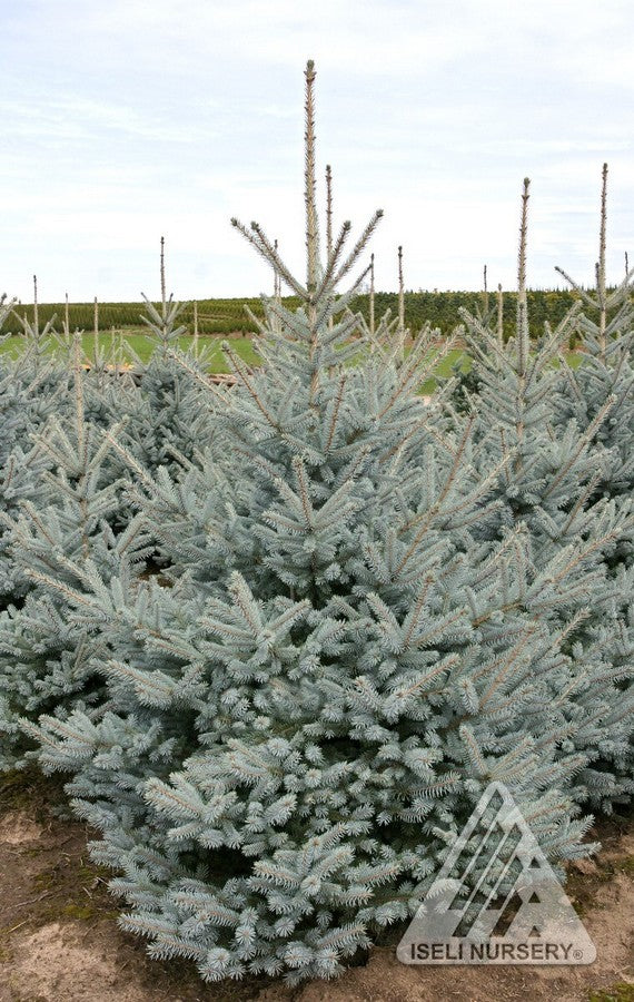 Picea pun Bonny Blue 