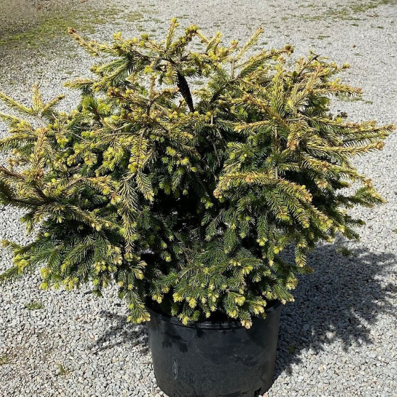 Picea abies Blondie 