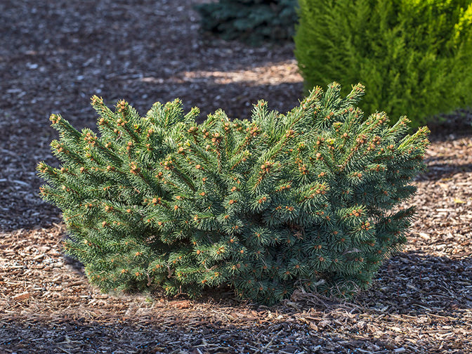 Picea abies Calvary 