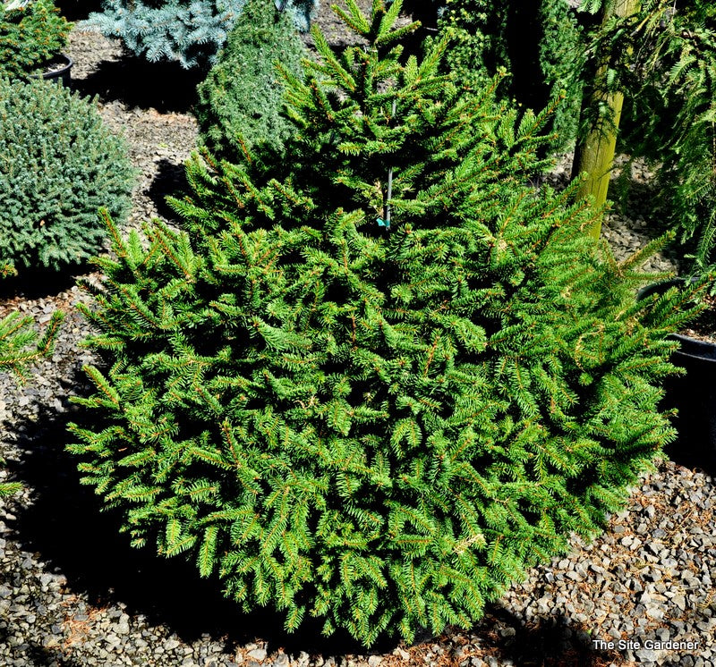 Picea abies Clanbrassiliana Stricta 