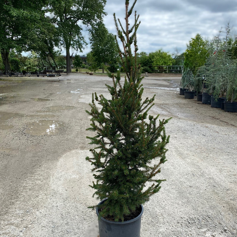 Picea abies Crusita 