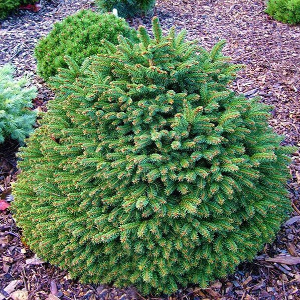 Picea abies Hildburghausen 