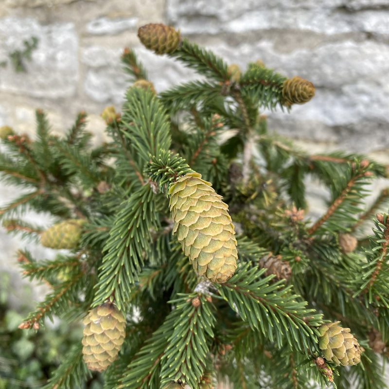 Picea abies Pusch 