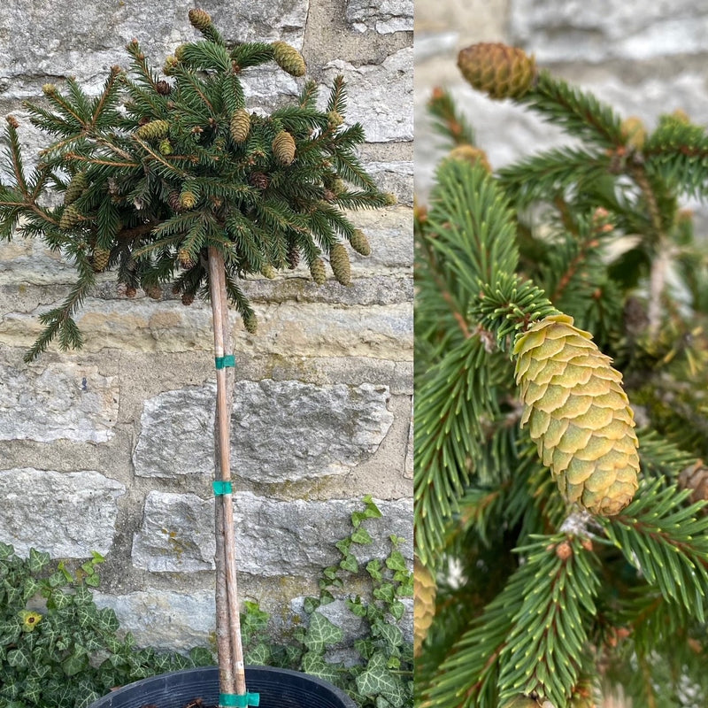 Picea abies Pusch std 