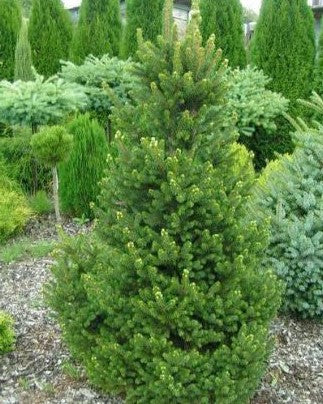 Picea abies Will&