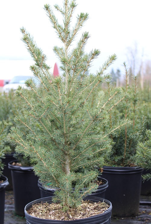 Picea glauca North Pole 