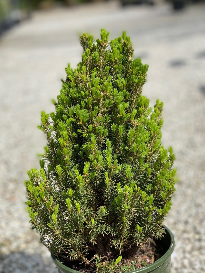 Picea glauca Tiny Tower 