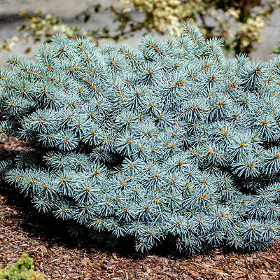 Picea pun Christina 