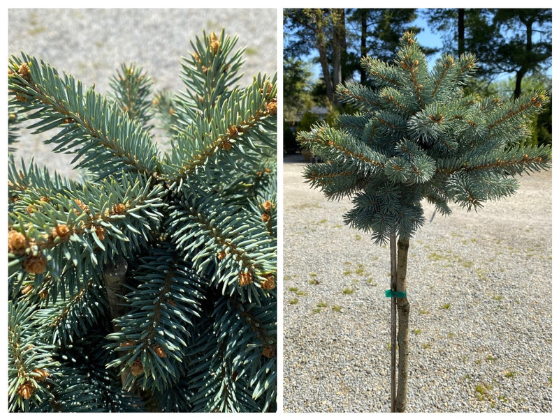 Picea pun Hockersmith std 