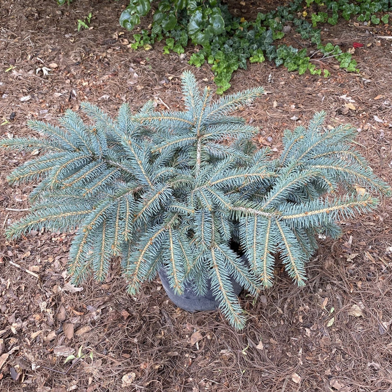 Picea pun Millbrook 