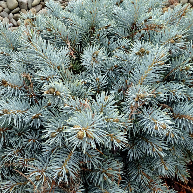 Picea pun Moonstone 