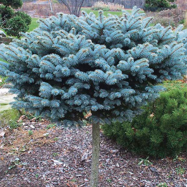 Picea pun glauca globosa std 