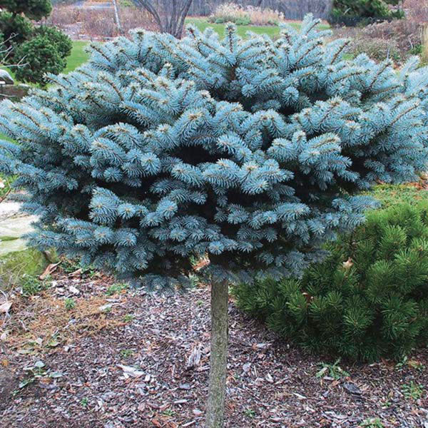Picea pun glauca Globosa Std 