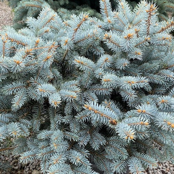 Picea pun globosa 