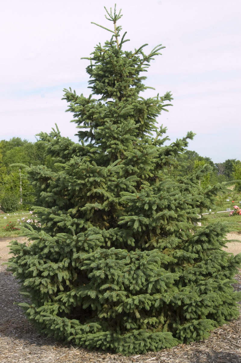 Picea glauca Densata 4&