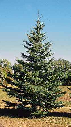 Picea glauca 