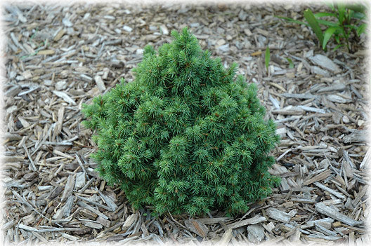 Picea glauca Humpty Dumpty 