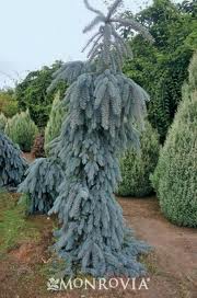 Picea pun The Blues 