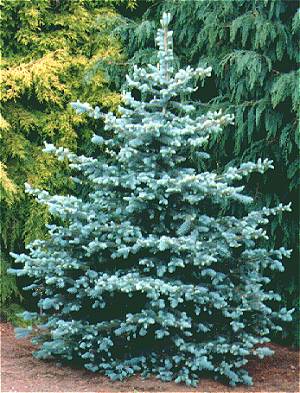 Picea pun glauca 5&