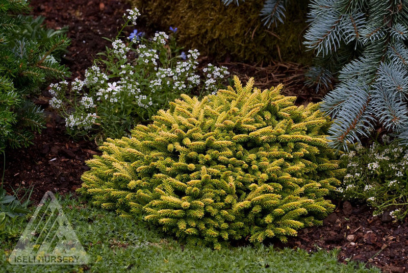 Picea orientalis Tom Thumb 