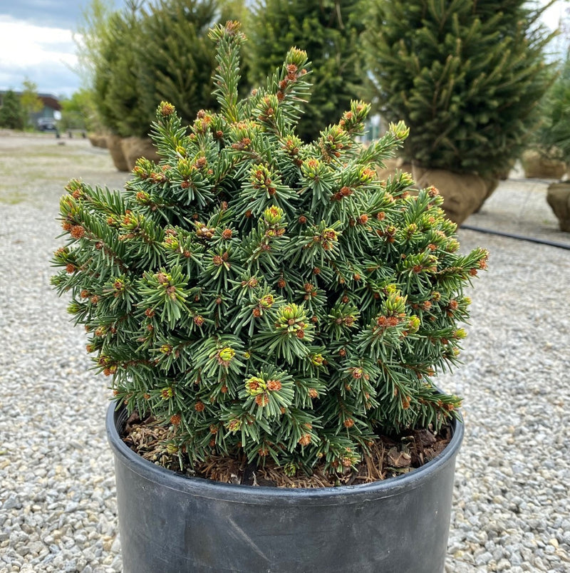 Picea abies Skyhigh 