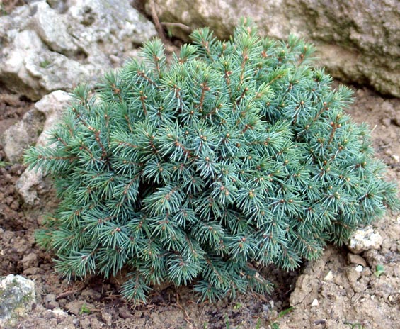 Picea glauca echiniformis 