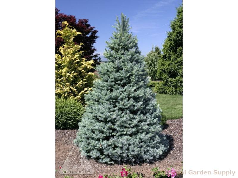 Picea pun Sester Dwarf 