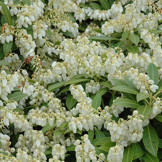 Pieris j Cavatine 