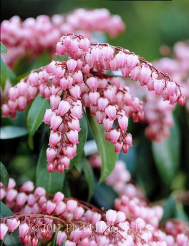 Pieris j Katsura 