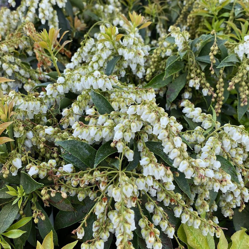 Pieris j Historyland Supreme 