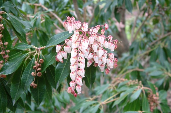 Pieris j Dorothy Wycoff 