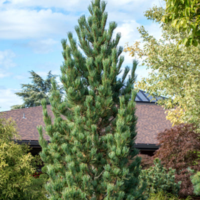 Pinus cembra Prairie Statesman 