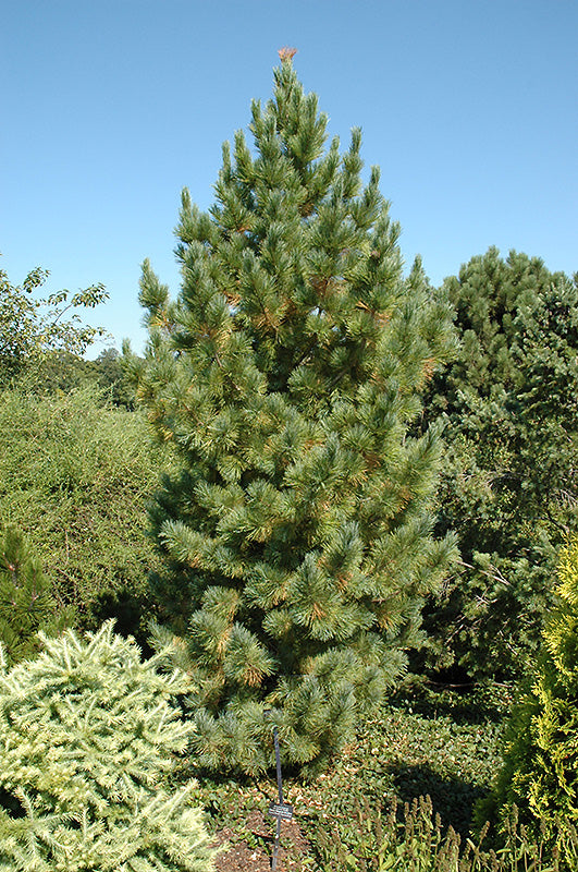 Pinus cembra Glauca specimen – The Siebenthaler Company