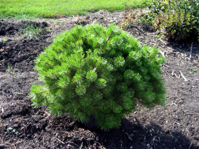 Pinus densiflora Low Glow 