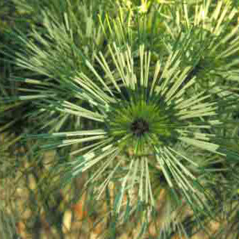 Pinus densiflora Oculis-Draconis 