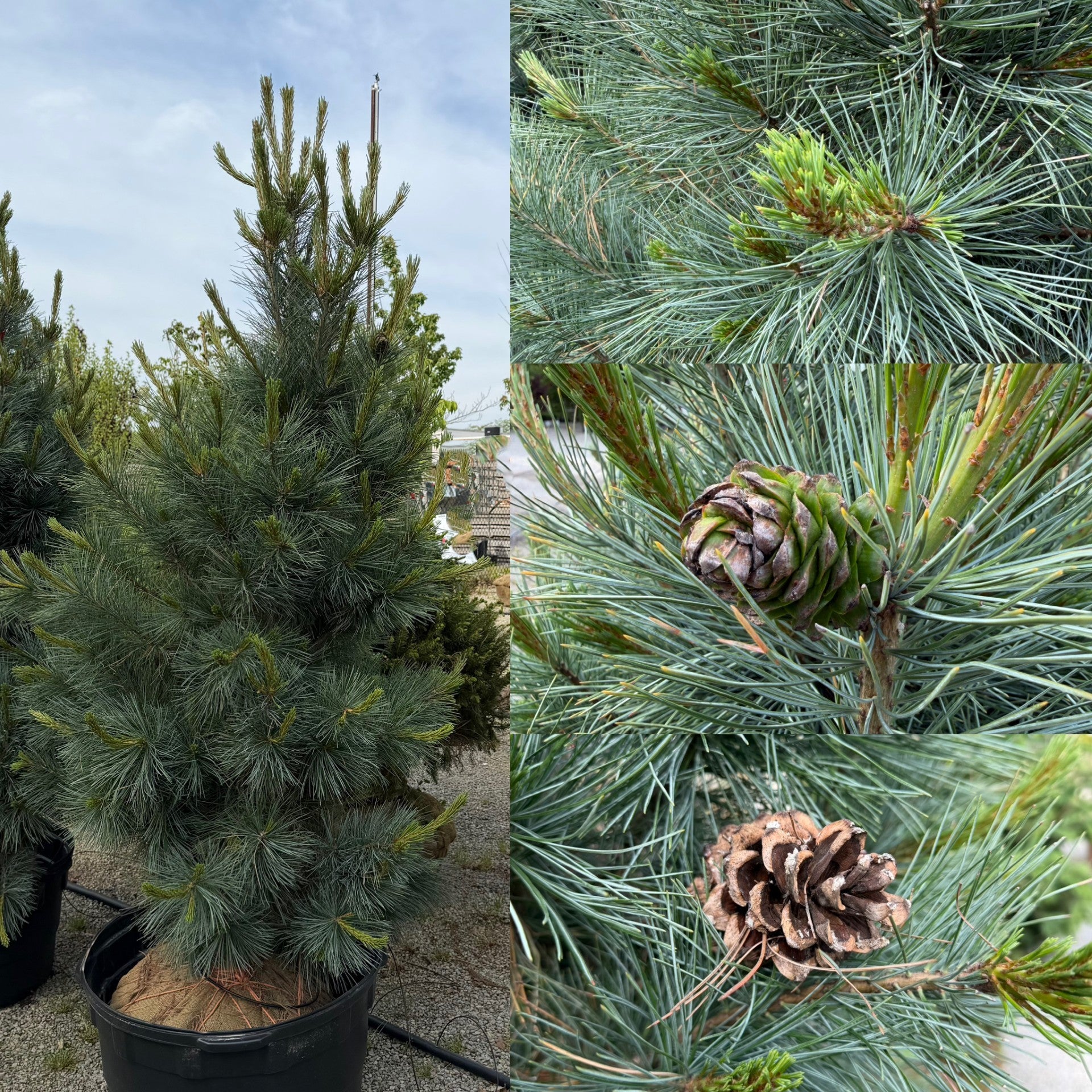 Pinus flex Extra Blue 5' (C) – The Siebenthaler Company