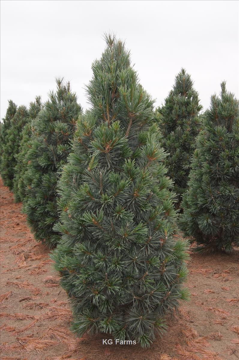 Pinus flex Vanderwolf Pyramid 10&