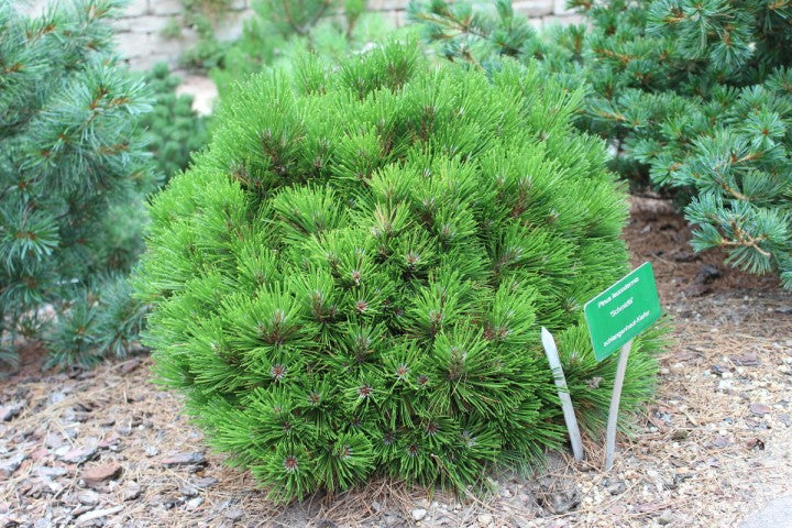 Pinus h l Smidtii 