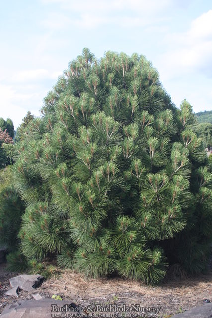 Pinus jeffreyi Joppi 