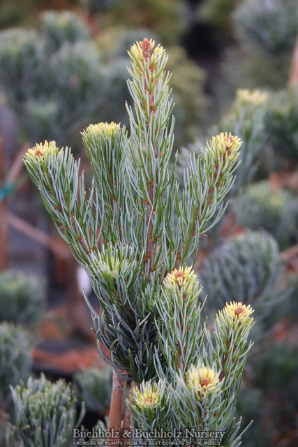 Pinus kwangtungensis 5&