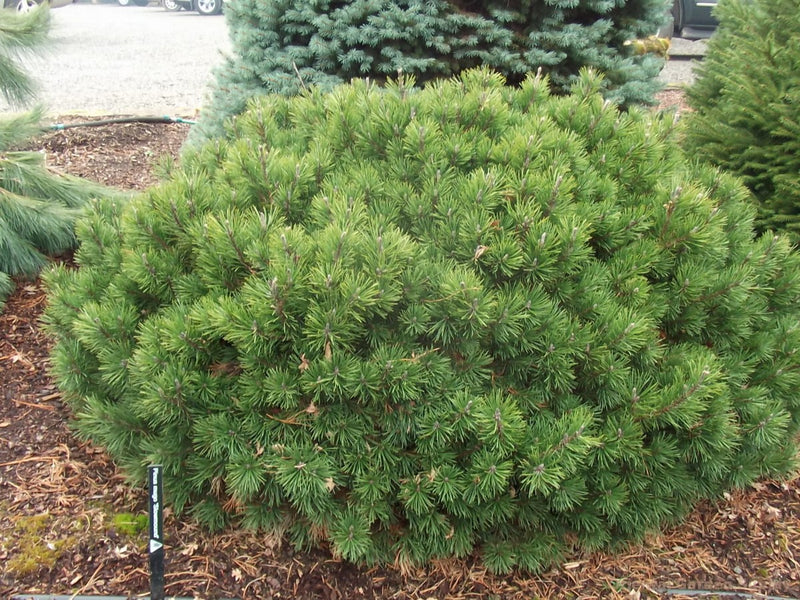Pinus mugo Slowmound 