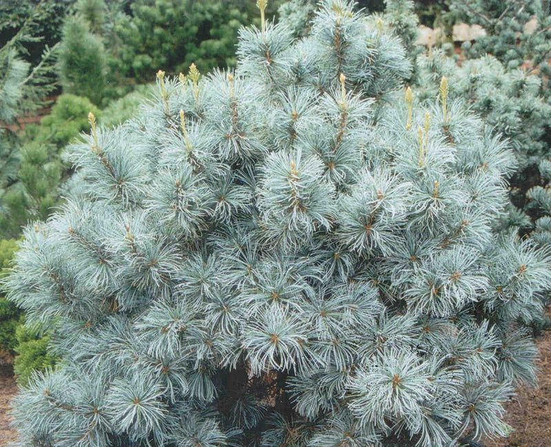 Pinus parviflora Blue Angel 