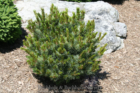 Pinus parviflora Blue Lou  