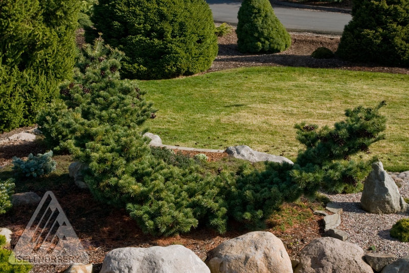 Pinus parviflora Fukuzumi 