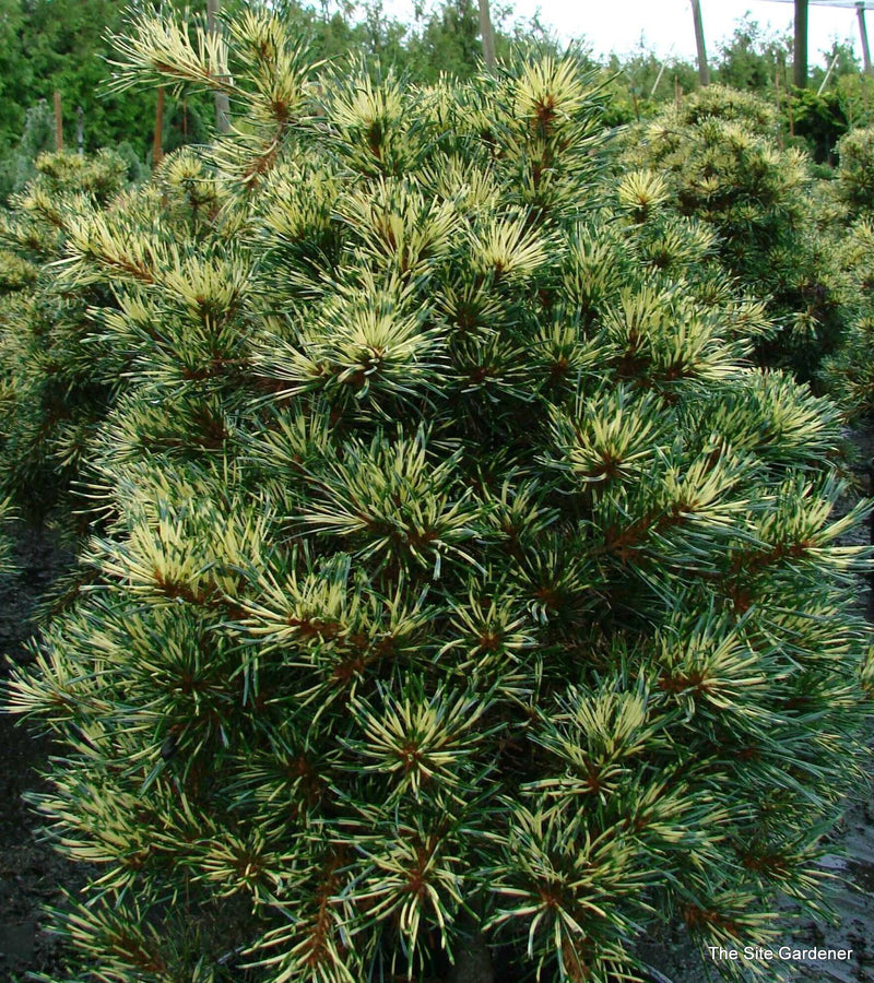 Pinus parviflora Ogon Janome 