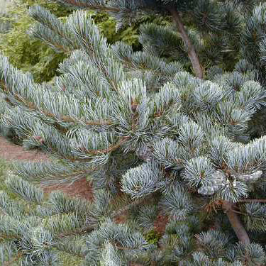 Pinus parviflora glauca spec